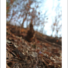 노루귀(Hepatica asiatica Nakai) : 파란수국