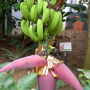 바나나 : 산들꽃