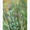 한라부추(Allium taquetii H.L?v. & Vaniot) : 현촌
