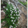 백리향(Thymus quinquecostatus ?elak.) : 여울목