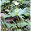 바람꽃(Anemone crinita Juz.) : 능선따라
