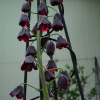 패모(Fritillaria usuriensis Maxim.) : 꽃사랑