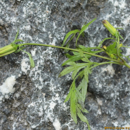 까치발(Bidens parviflora Willd.) : 무심거사