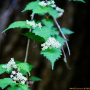 국수나무 : 꽃사랑한동구