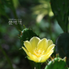 선인장(Opuntia ficus-indica Mill.) : 꽃사랑