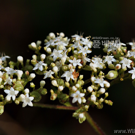 뚝갈(Patrinia villosa (Thunb.) Juss.) : 가야