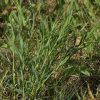 꽃패랭이꽃(Dianthus superbus L.) : 은하수