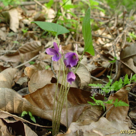 흰털제비꽃(Viola hirtipes S.Moore) : 통통배