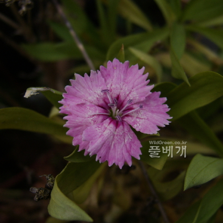 카네이션(Dianthus caryophyllus L.) : 塞翁之馬
