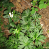 바람꽃(Anemone crinita Juz.) : kplant1