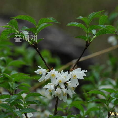 매화말발도리(Deutzia uniflora Shirai) : 벼루