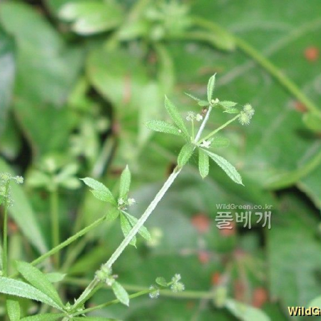 갈퀴덩굴(Galium spurium L. var. echinospermum (Wallr.) Desp.) : 통통배