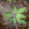 두메꿀풀(Prunella vulgaris L.) : 추풍