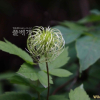 세잎종덩굴(Clematis koreana Kom.) : 꽃사랑