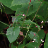 가시여뀌(Persicaria dissitiflora (Hemsl.) H.Gross ex Mori) : 가야