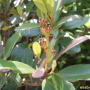 후피향나무 : 봄까치꽃