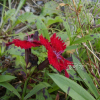 카네이션(Dianthus caryophyllus L.) : 산들꽃