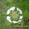 백당나무(Viburnum opulus L. var. sargentii (Koehne) Takeda) : 현촌