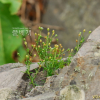 갯개미자리(Spergularia marina (L.) Griseb.) : 버들피리