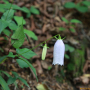 흰금강초롱꽃 : 도리뫼