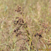 솔방울골(Scirpus mitsukurianus Makino) : 무심거사
