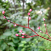 가시여뀌(Persicaria dissitiflora (Hemsl.) H.Gross ex Mori) : 벼루