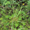 방동사니아재비(Cyperus cyperoides (L.) Kuntze) : 들국화