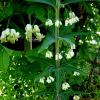 층층갈고리둥굴레(Polygonatum sibiricum Delar.) : 들국화