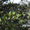 후피향나무(Ternstroemia gymnanthera (Wight & Arn.) Sprague) : 청암