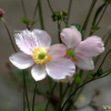 바람꽃(Anemone crinita Juz.) : 설뫼*