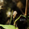 이른범꼬리(Bistorta tenuicaulis (Bisset & S.Moore) Nakai) : 산들꽃