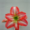 아마릴리스(Hippeastrum hybridum Hort) : 산들꽃