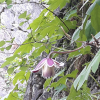 바위종덩굴(Clematis calcicola J.S. Kim) : 산들꽃