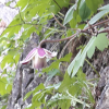 바위종덩굴(Clematis calcicola J.S. Kim) : 산들꽃