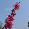홍매(Prunus glandulosa for. sinensis (Pers.) Koehne) : 박용석nerd