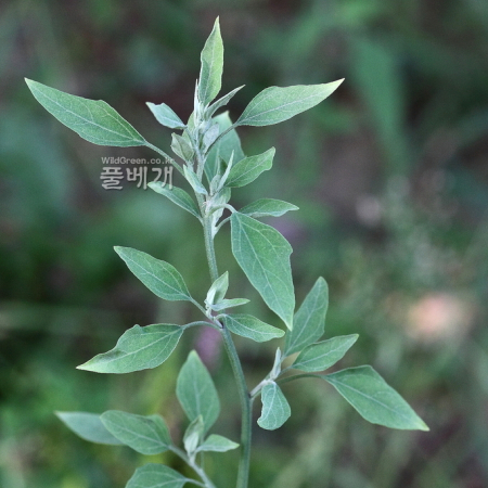 청명아주(Chenopodium bryoniaefolium Bunge) : 별꽃