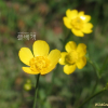 왜미나리아재비(Ranunculus franchetii H.Boissieu) : 麥友