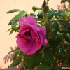 만첩해당화(Rosa rugosa for. plena (Regel) Bijh.) : 청암