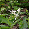 인동덩굴(Lonicera japonica Thunb.) : 벼루