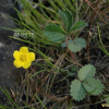 세잎양지꽃(Potentilla freyniana Bornm.) : 청암
