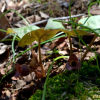 무늬족도리풀(Asarum chungbuensis (C.S.Yook & J.G.Kim) B.U.Oh) : 카르마