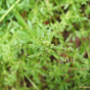 갈퀴덩굴(Galium spurium L. var. echinospermum (Wallr.) Desp.) : 꽃마리