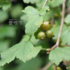 꼬리까치밥나무(Ribes komarovii Pojark.) : 벼루