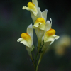 좁은잎해란초(Linaria vulgaris Hill) : 카르마
