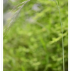 개밀(Elymus tsukushiensis Honda var. transiens (Hack.) K.Osada) : 봄까치꽃