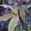 복자기(Acer triflorum Kom.) : 별꽃
