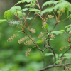 눈까치밥나무(Ribes triste Pall.) : 벼루