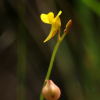 땅귀개(Utricularia bifida L.) : 晴嵐