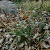 줄사초(Carex lenta D.Don) : 청암