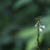 파리풀(Phryma leptostachya L. var. oblongifolia (Koidz.) Honda) : 까박